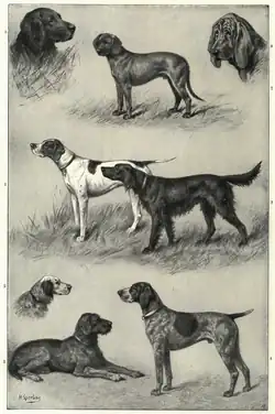 Plemena psů r. 1909: 1. Pointer, 2. Anglický setr, 3. Irský setr, 4. Německý ohař krátkosrstý, 5. Německý ohař drátosrstý, 6. Německý ohař dlouhosrstý, 7. Německý křepelák, 8. Bloodhound