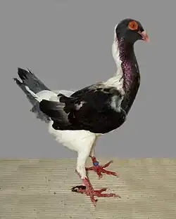 Vídeňský slepičák černý