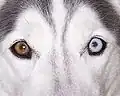 Sibiřský husky s nestejně zbarvenýma očima