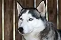Sibiřský husky s modrýma očima