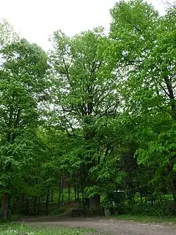 Husova lípa v Kopřivnici