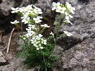 alternativní popis obrázku chybí