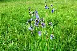 Kosatec sibiřský na lokalitě v květnu 2024