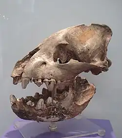 Fosilní lebka hyeny jeskynní – Crocuta crocuta spelaea (Paleontologické muzeum v Mnichově)