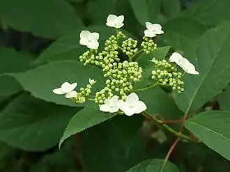 alternativní popis obrázku chybí