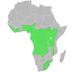 Rozšíření vydry skvrnité v Africe (zeleně)