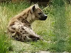 Hyena skvrnitá