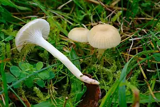 alternativní popis obrázku chybí