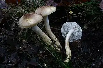 alternativní popis obrázku chybí