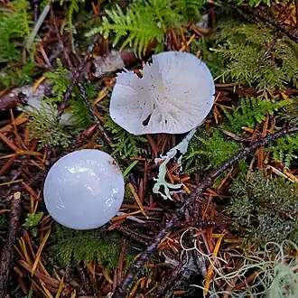 alternativní popis obrázku chybí