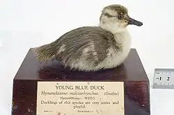 Vycpané mládě šedobílé barvy