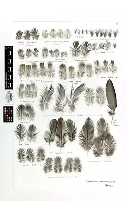 Fotografie muzejní sbírky několika desítek peří různých velikostí a barev