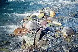 Fotografie kachny, jak stojí na přehu řekoucího vodního toku