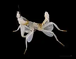 Svlečka posledního stadia instaru