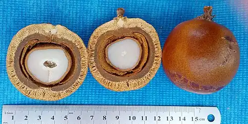 Rozříznuté plody dumy Petersonovy