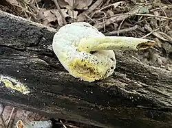Plodnice napadená Hypomyces chrysospermus (resp. Sepedonium chrysospermum)