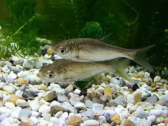 alternativní popis obrázku chybí