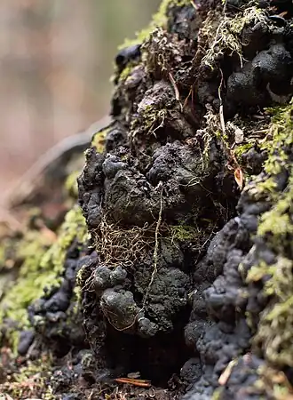 alternativní popis obrázku chybí