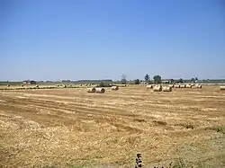 Zemědělská krajina mezi Brescellem a Sorbolem