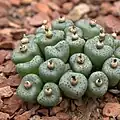 Conophytum obcordellum