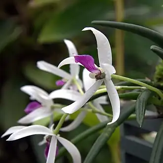 alternativní popis obrázku chybí