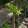 Brighamia insignis