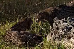 Matka s odrostlým mládětem