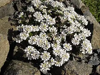 alternativní popis obrázku chybí