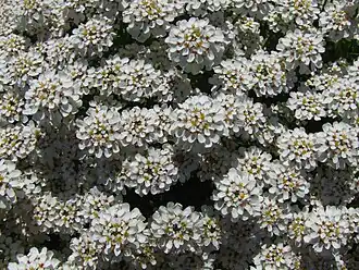 alternativní popis obrázku chybí