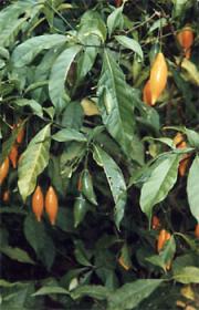 alternativní popis obrázku chybí