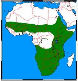 Rozšíření zorily velké