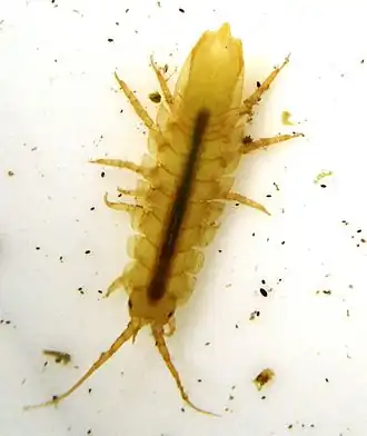 Idotea balthica z podřádu Valvifera