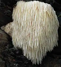Hericium erinaceus