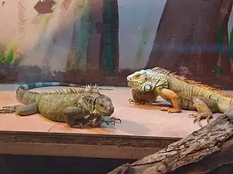 Pár leguánů zelených v ZOO Bratislava