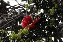 Šatovník šarlatový zachycen z boku v bohaté vegetaci. Pták je orientován vzhůru nohama a zobákem se zanořuje do červeného květu