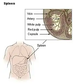 Slezina (v obrázku označena jako „spleen“)