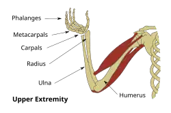 Horní končetina, vřetenní kost označena jako radius.