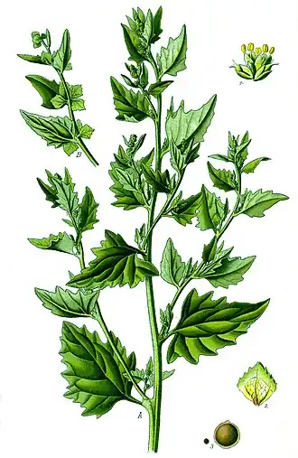 alternativní popis obrázku chybí