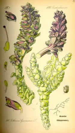 Podbílek šupinatý na ilustraci z r. 1885