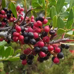 Plodenství řečíku lentišku