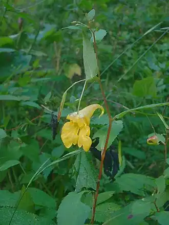 alternativní popis obrázku chybí