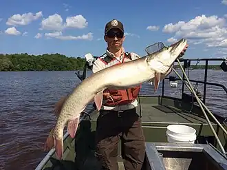Úlovek na řece Svatého Vavřince, 2017