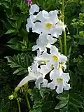 Incarvillea delavayi 'Snowtop'