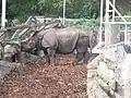 Nosorožec indický v Zoologické zahradě v Edinburghu
