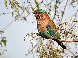 alternativní popis obrázku chybí