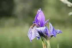 Hmyz opylující kosatec sibiřský