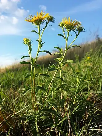 alternativní popis obrázku chybí
