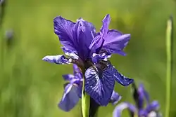 Detailní pohled na květ kosatce sibiřského