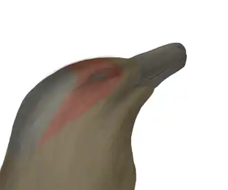 alternativní popis obrázku chybí