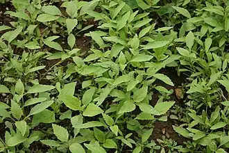 alternativní popis obrázku chybí